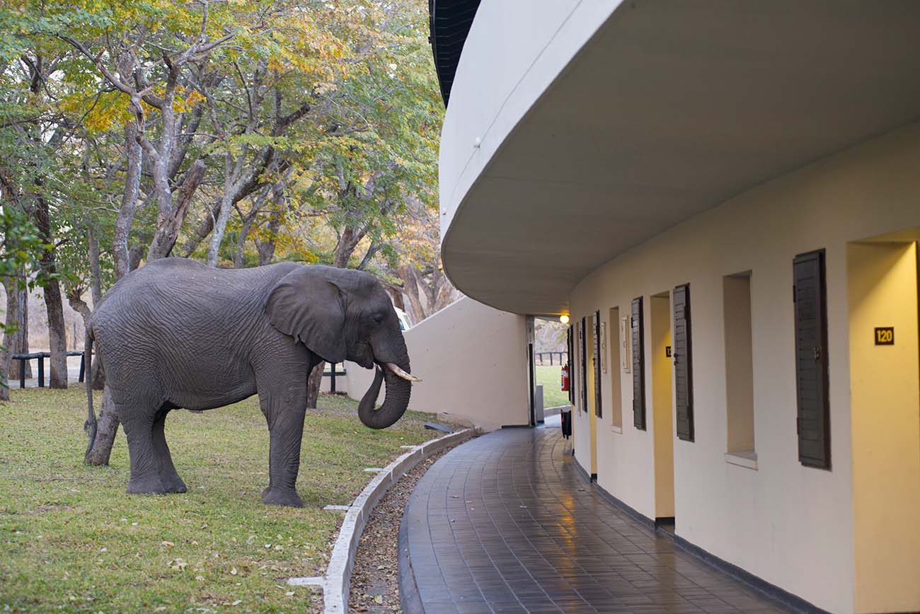 Hwange Safari Lodge thumbnail 1