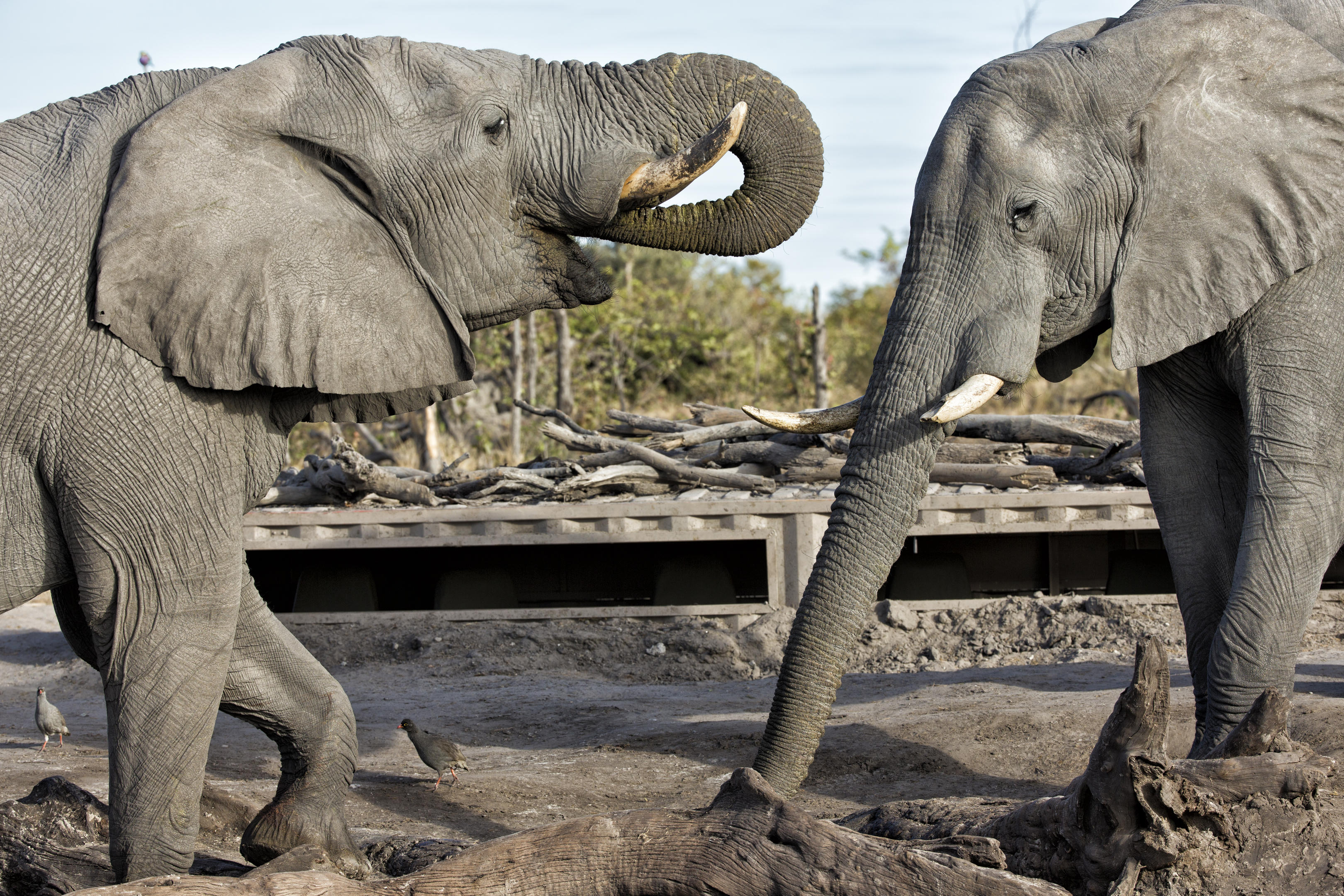 Elephant Pan thumbnail 8