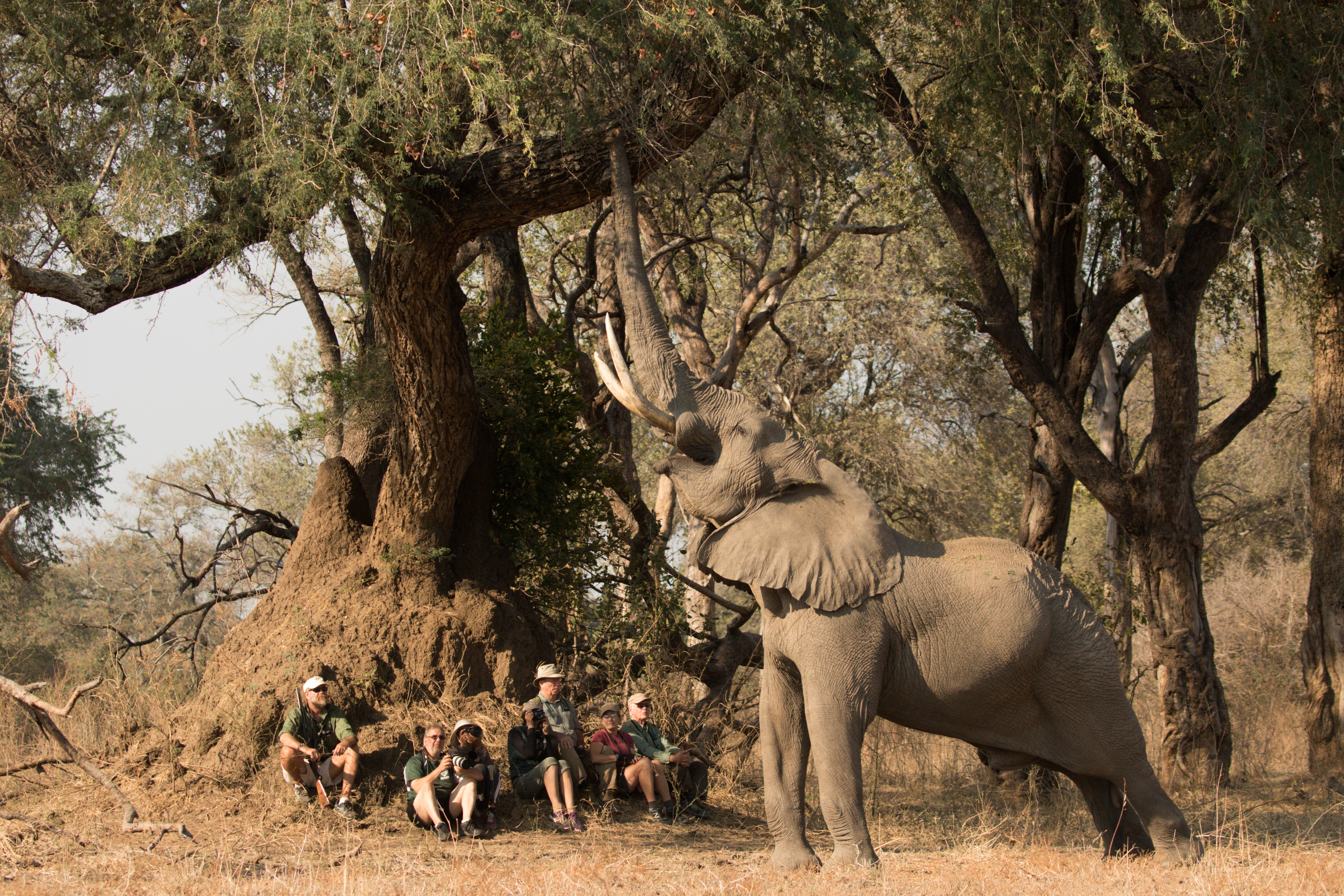 Stretch Ferreira Safaris - Goliath Camp thumbnail 4