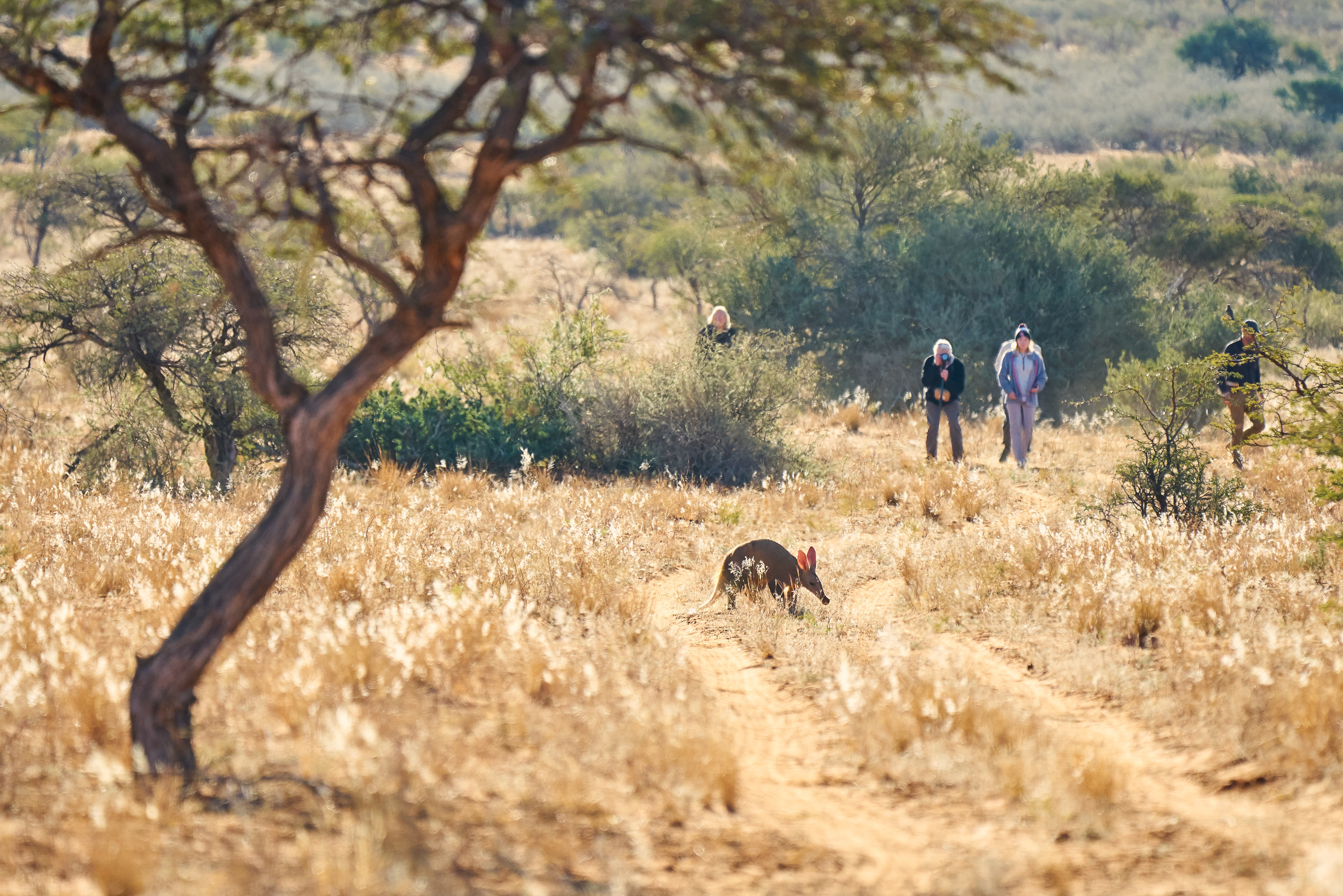 Tswalu Loapi Tented Camp thumbnail 9