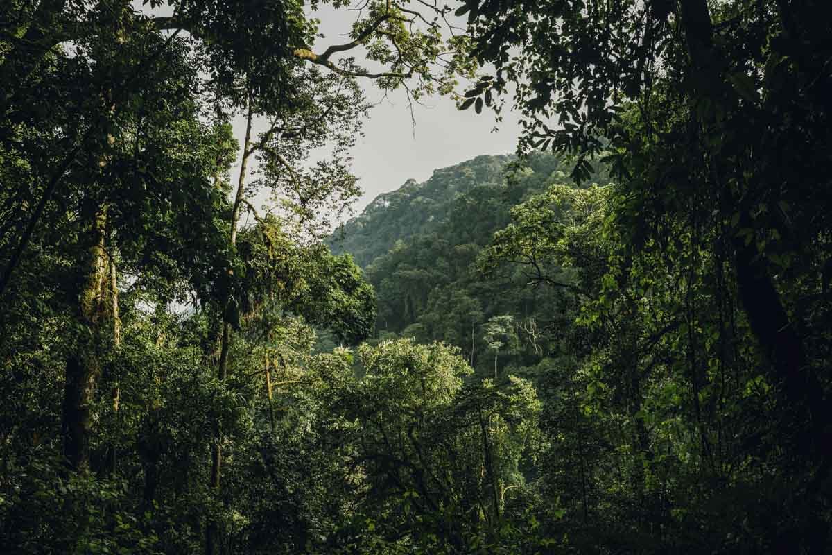 One&Only Nyungwe House thumbnail 6