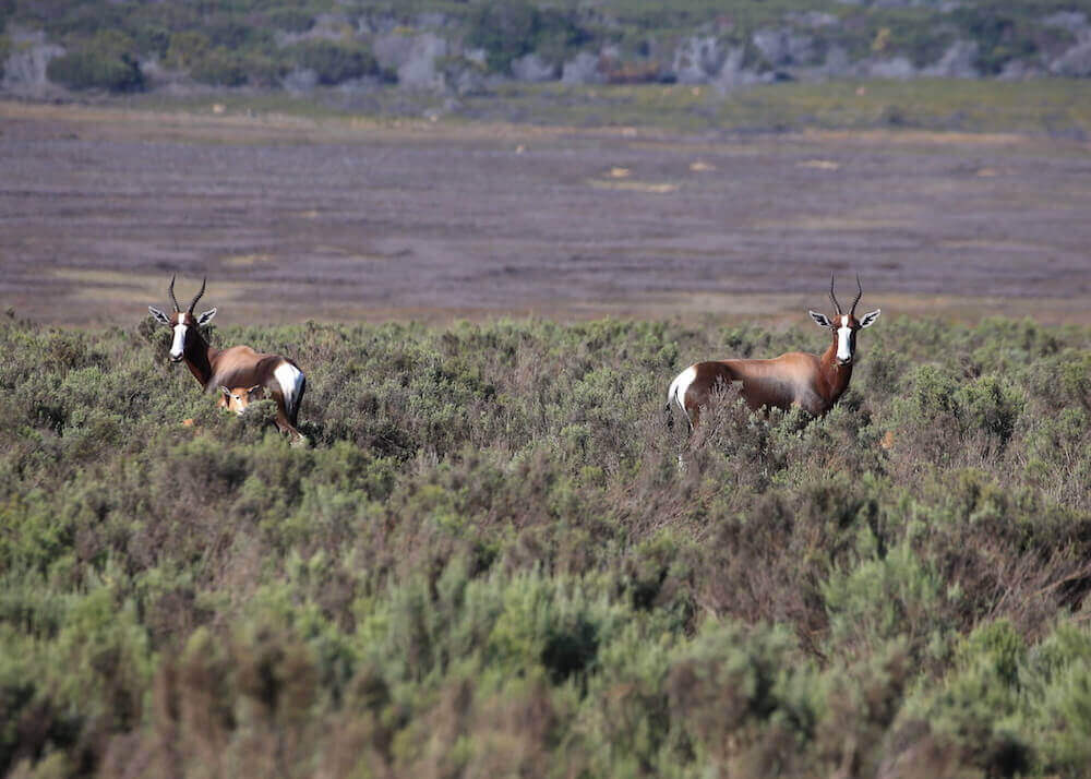 Lekkerwater Beach Lodge thumbnail 25