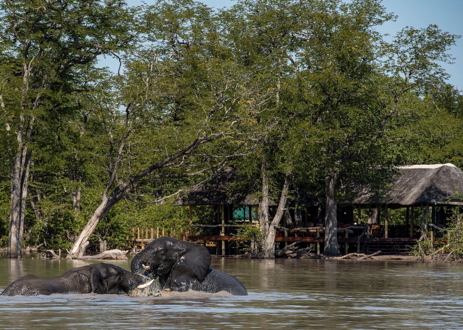 Elephant Pan thumbnail 1