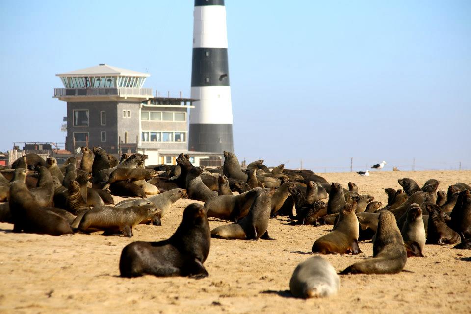 <p>The lodge is at the centre of a large number of marine wildlife</p>