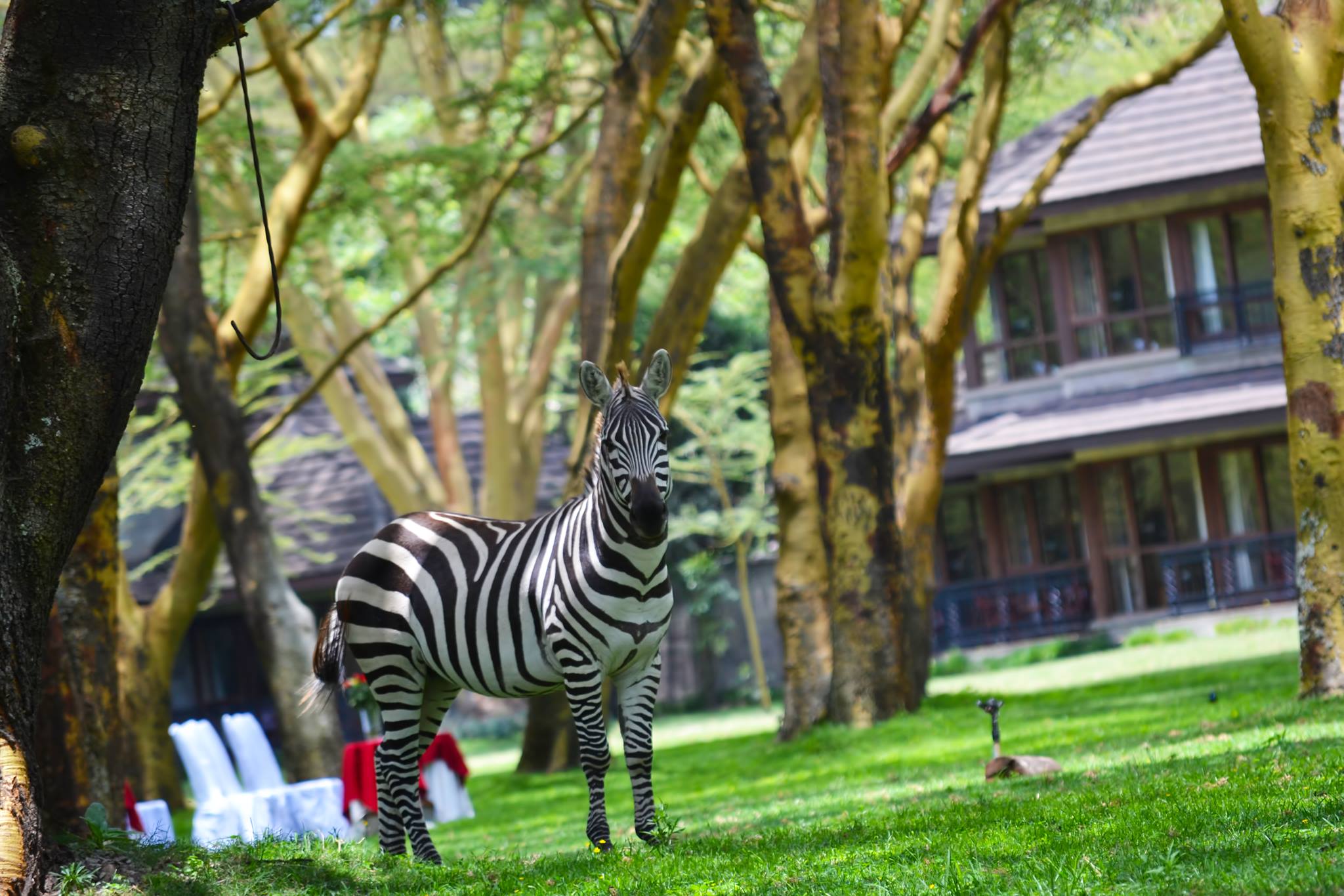 Lake Naivasha Simba Lodge thumbnail 6