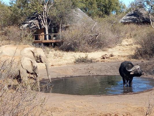 Motswiri Private Safari Lodge thumbnail 4