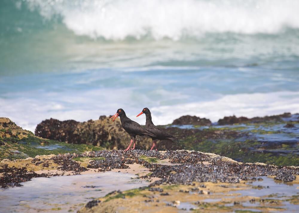 Lekkerwater Beach Lodge thumbnail 24