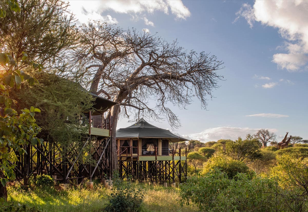 Tarangire Kuro Treetops Lodge