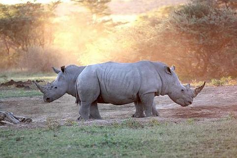 Khama Rhino Sanctuary Chalets thumbnail 1