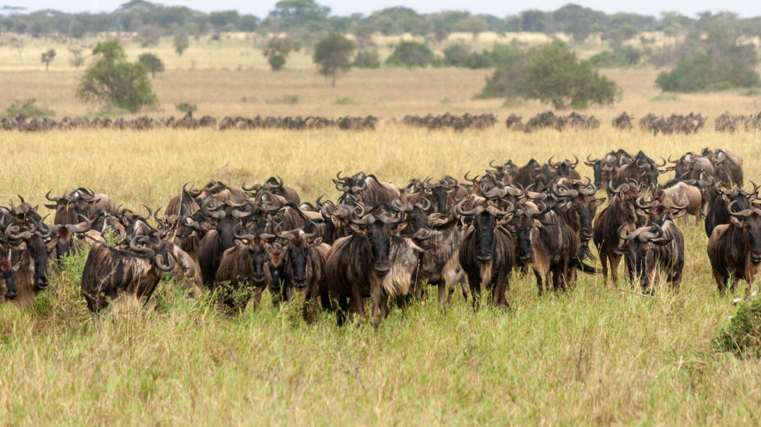 Simbavati Migration Camp thumbnail 4
