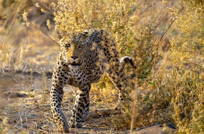 Okavango Expeditions Mobile Safari Camp Central Kalahari Game Reserve thumbnail 3