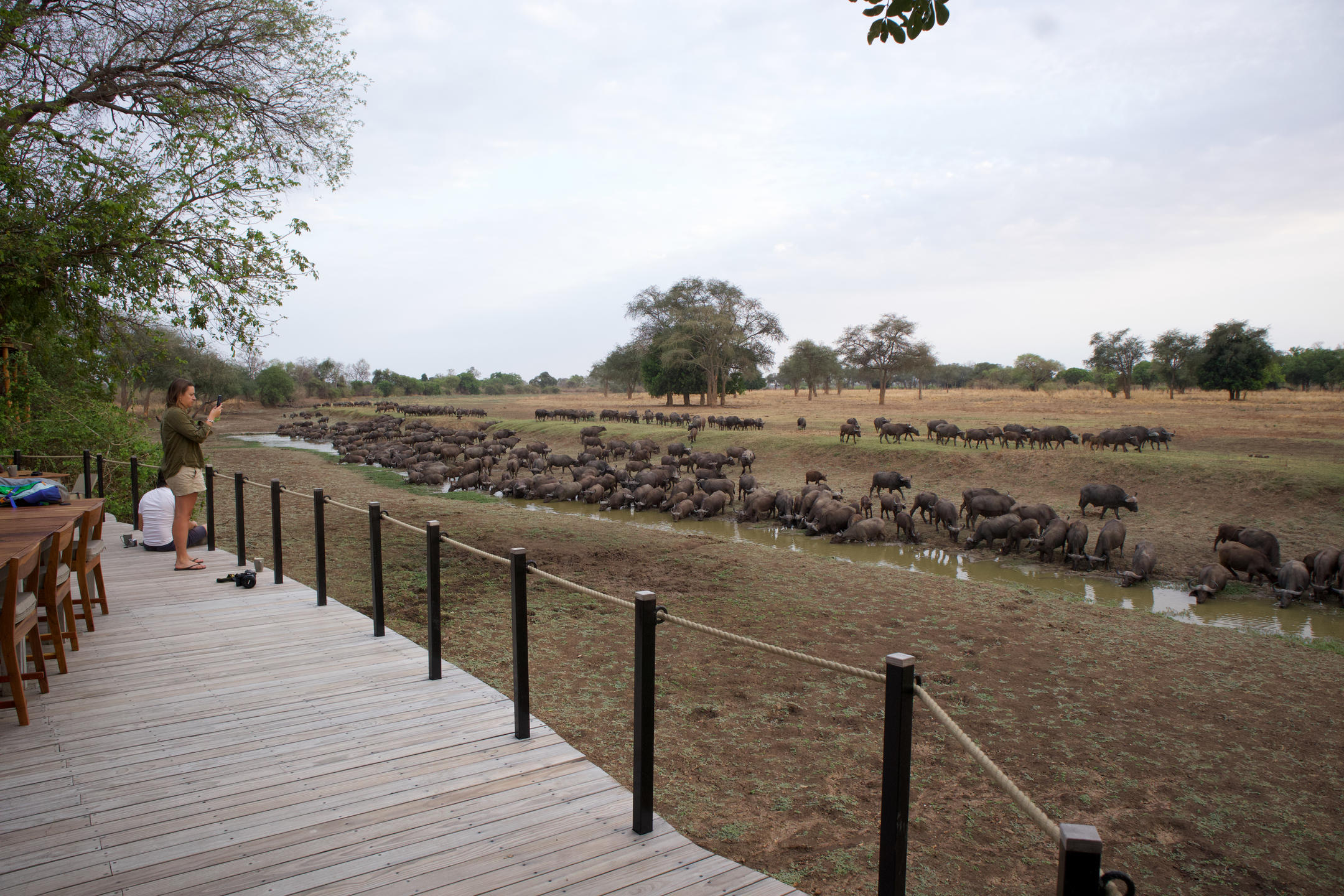 Lion Camp