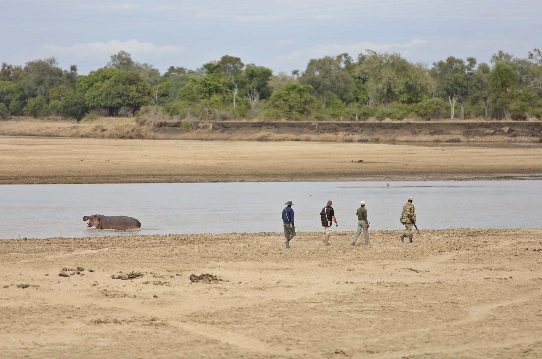 Lion Camp