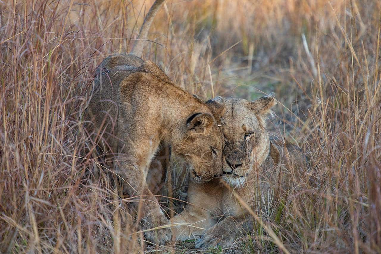 <p><strong>Kafue Wildlife</strong></p>  <p>The breeding herds of elephant have settled down and the large predators are back in numbers. Among them several prides of lion, cheetah and leopard. Also packs of the endangered wild dog regularly pay a visit. Other animals that you are likely to encounter are buffalo, zebra, hippo and various antelope species like impala, puku, sable, hartebeest, bushbuck, roan and waterbuck.</p>  <p><strong>Kafue Birds</strong></p>  <p>The diversity of habitat makes Kafue National Park also one of the best locations in Africa for birding. The Kafue River, wetlands, savannah and woodland boast an impressive 478 of Zambia&rsquo;s 733-recorded bird species. Among them African Wattled and Crowned Crane, Fish Eagle, Woolly-Necked Stork, Saddle Billed Stork, Goliath Heron, Ground Hornbill, African Fin Foot, Pel&rsquo;s Owl, Purple-Crested Lourie and Chaplin&rsquo;s Barbet amongst others.</p>