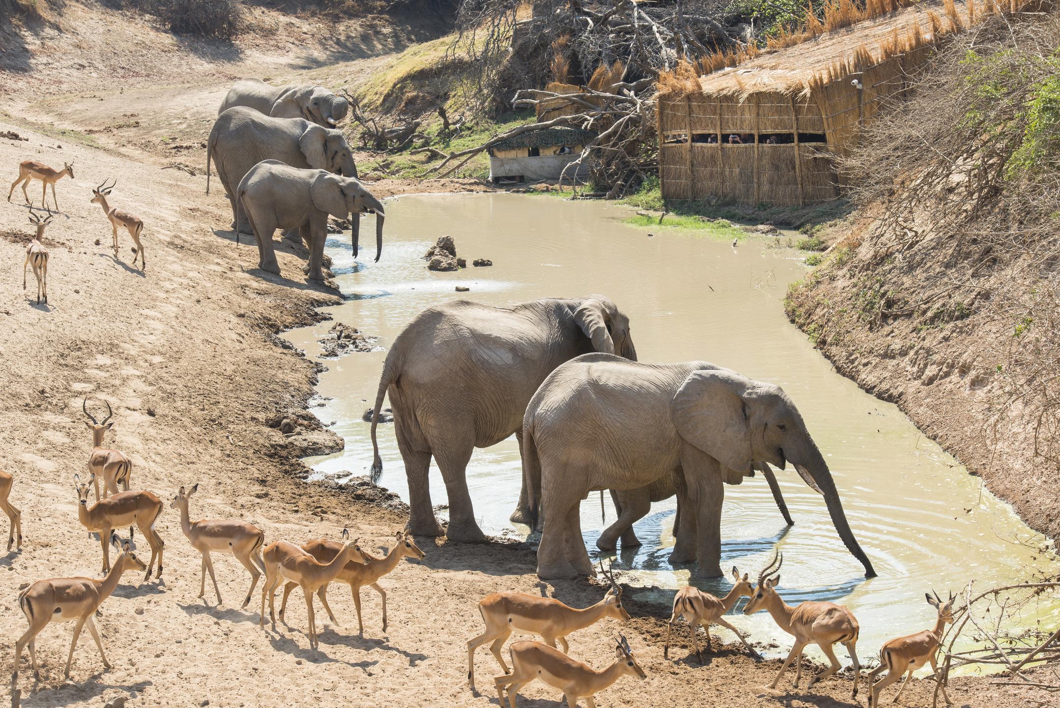 Mwamba Bush Camp