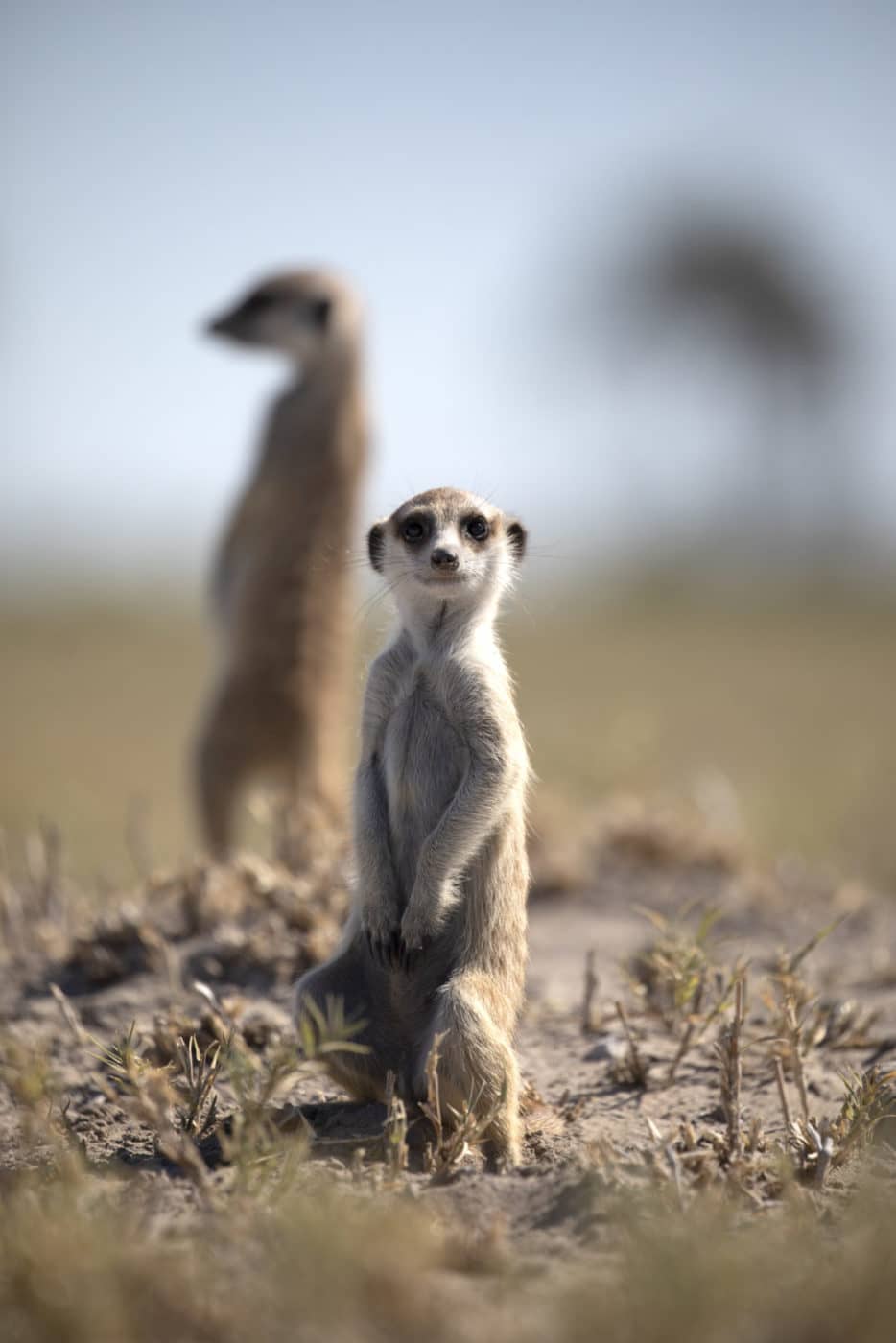 Planet Baobab Pans Sleep Out thumbnail 10