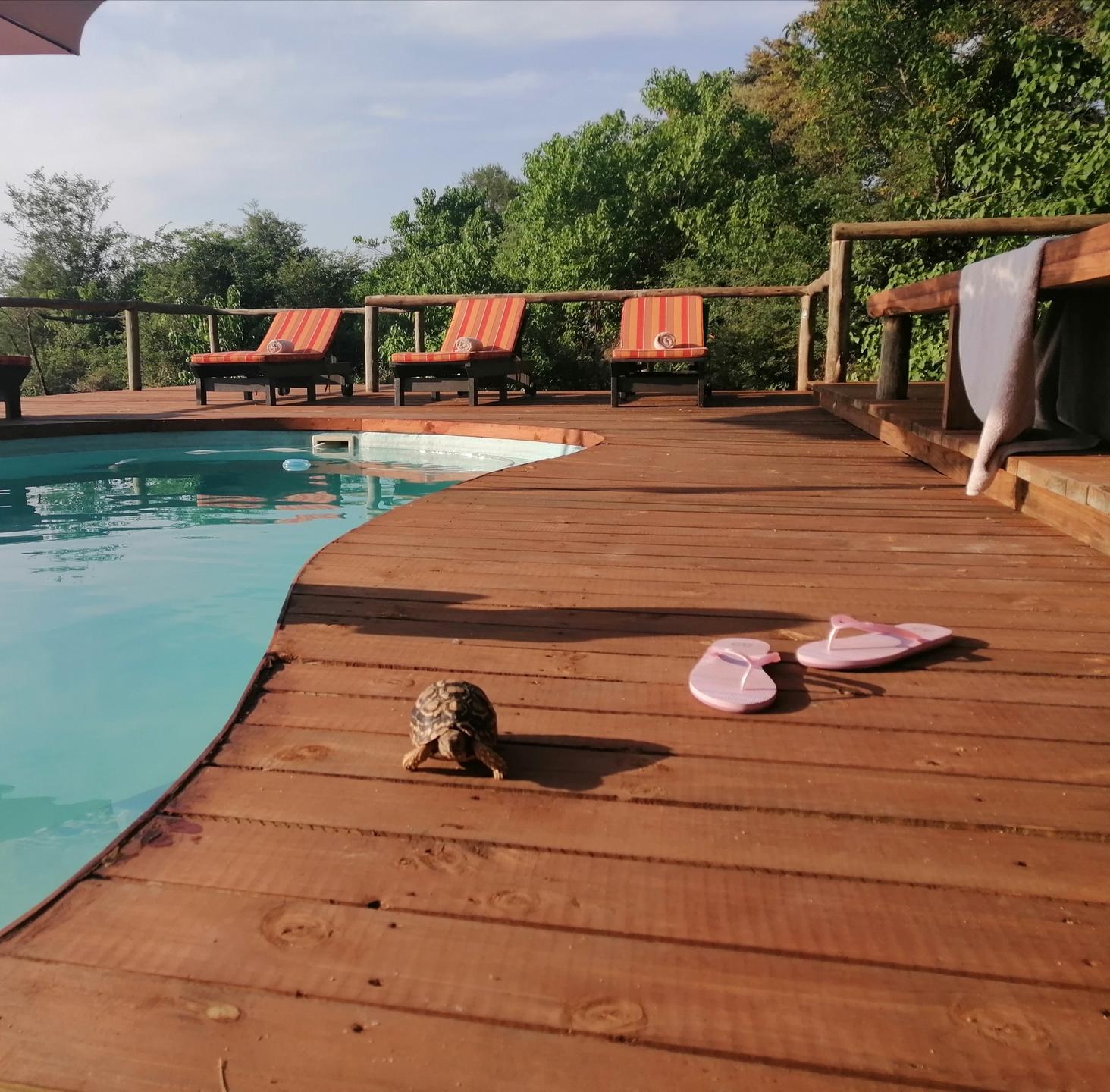 Xaoo Safari Camp