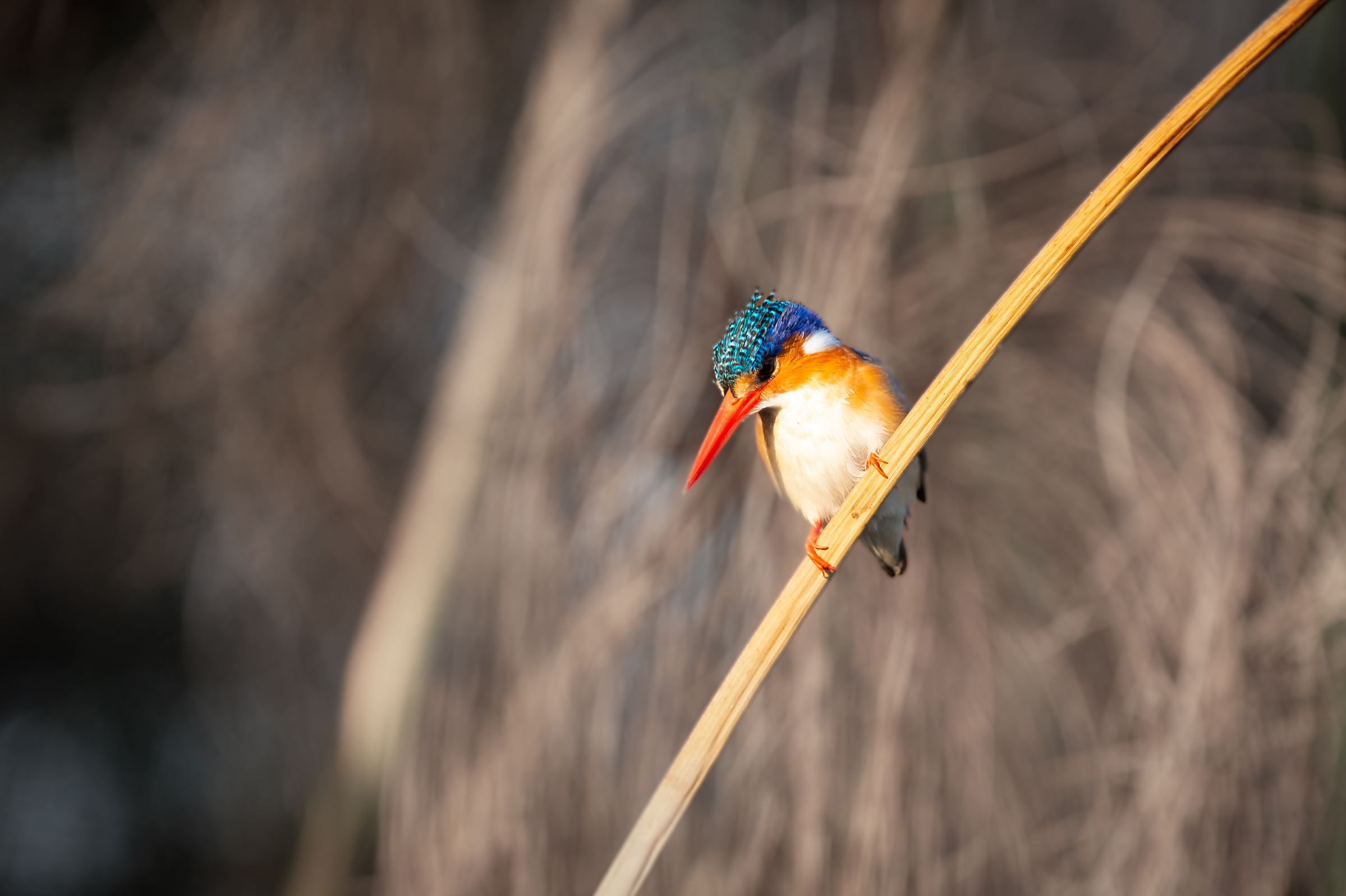 Private Sunway Safaris Tented Bush Camp