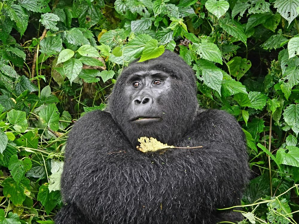 Gorilla Safari Lodge thumbnail 5