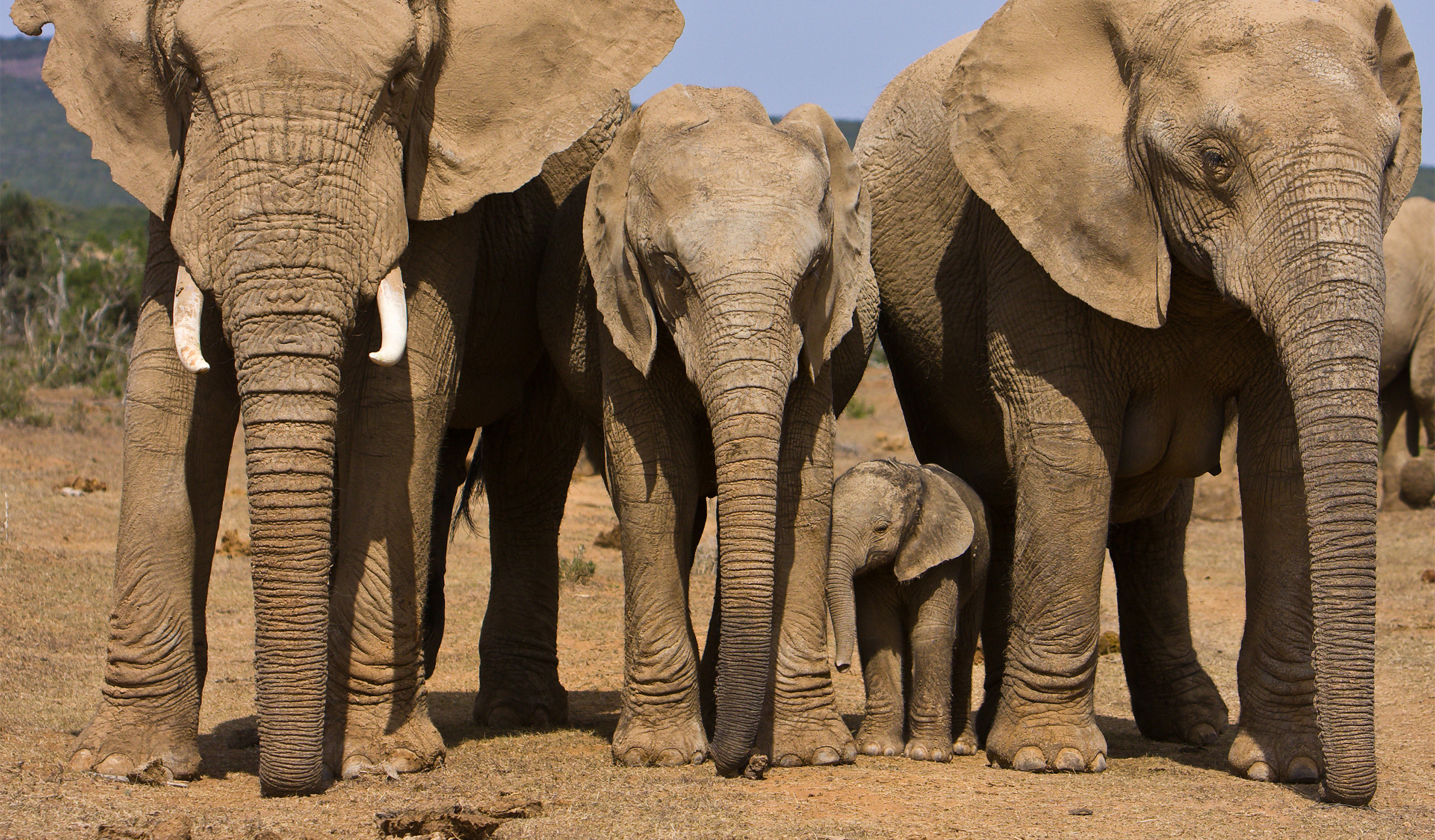 Addo Elephant Matyholweni Rest Camp thumbnail 1