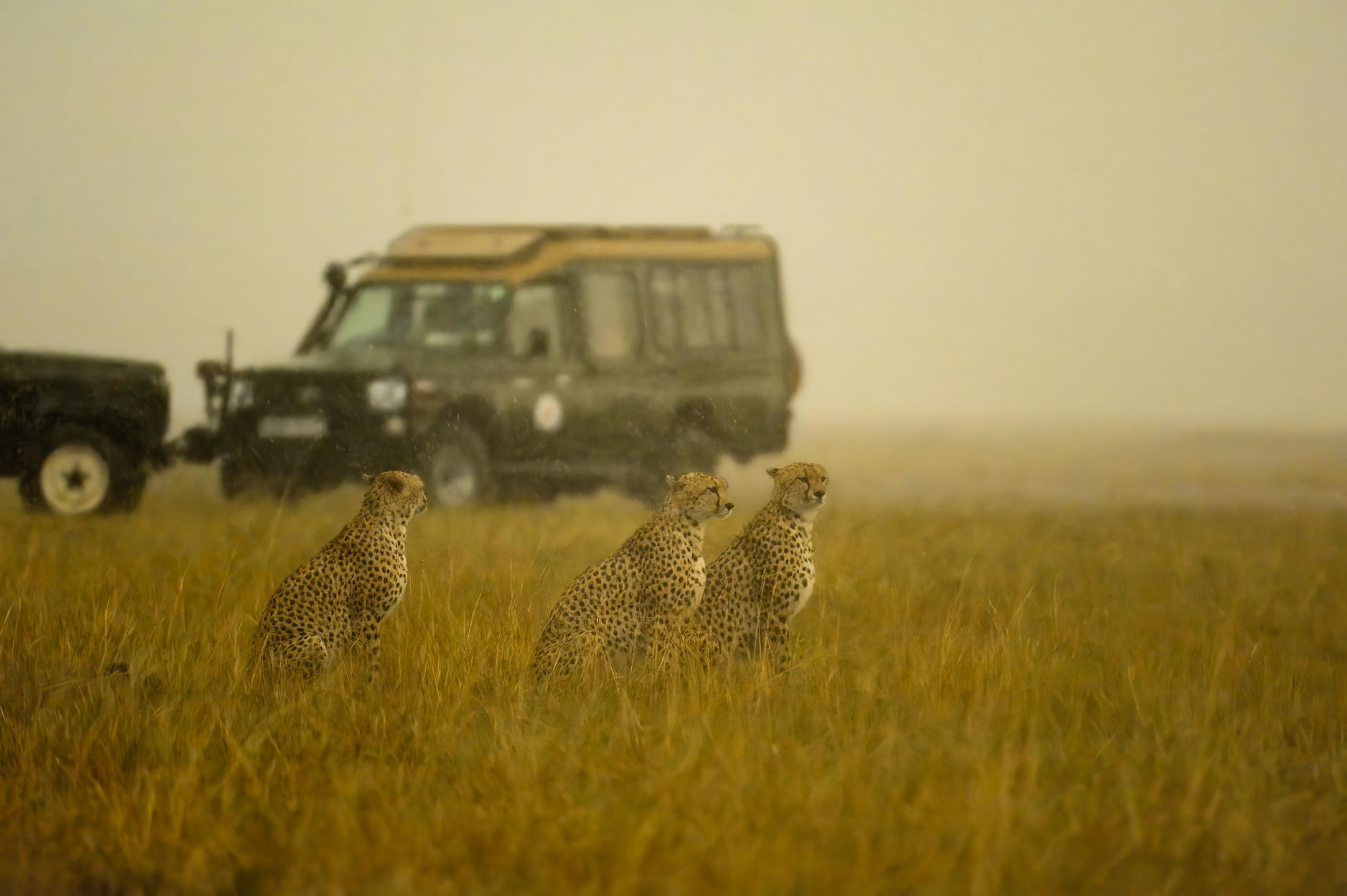 Soroi Luxury Migration Camp