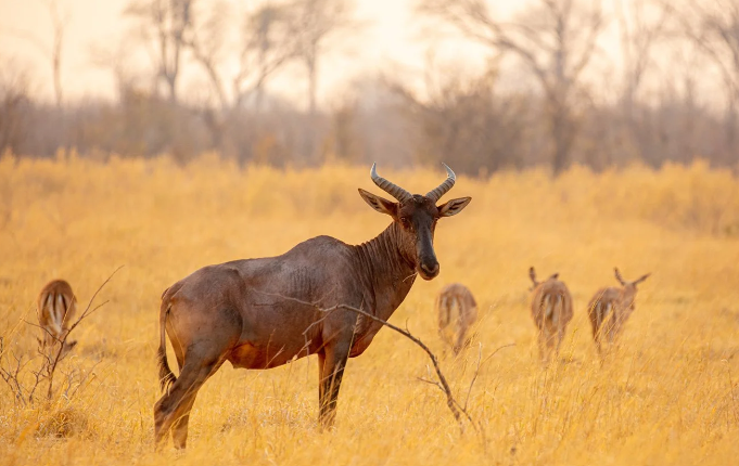 Great Guide Safaris Robins Fly Camp thumbnail 9