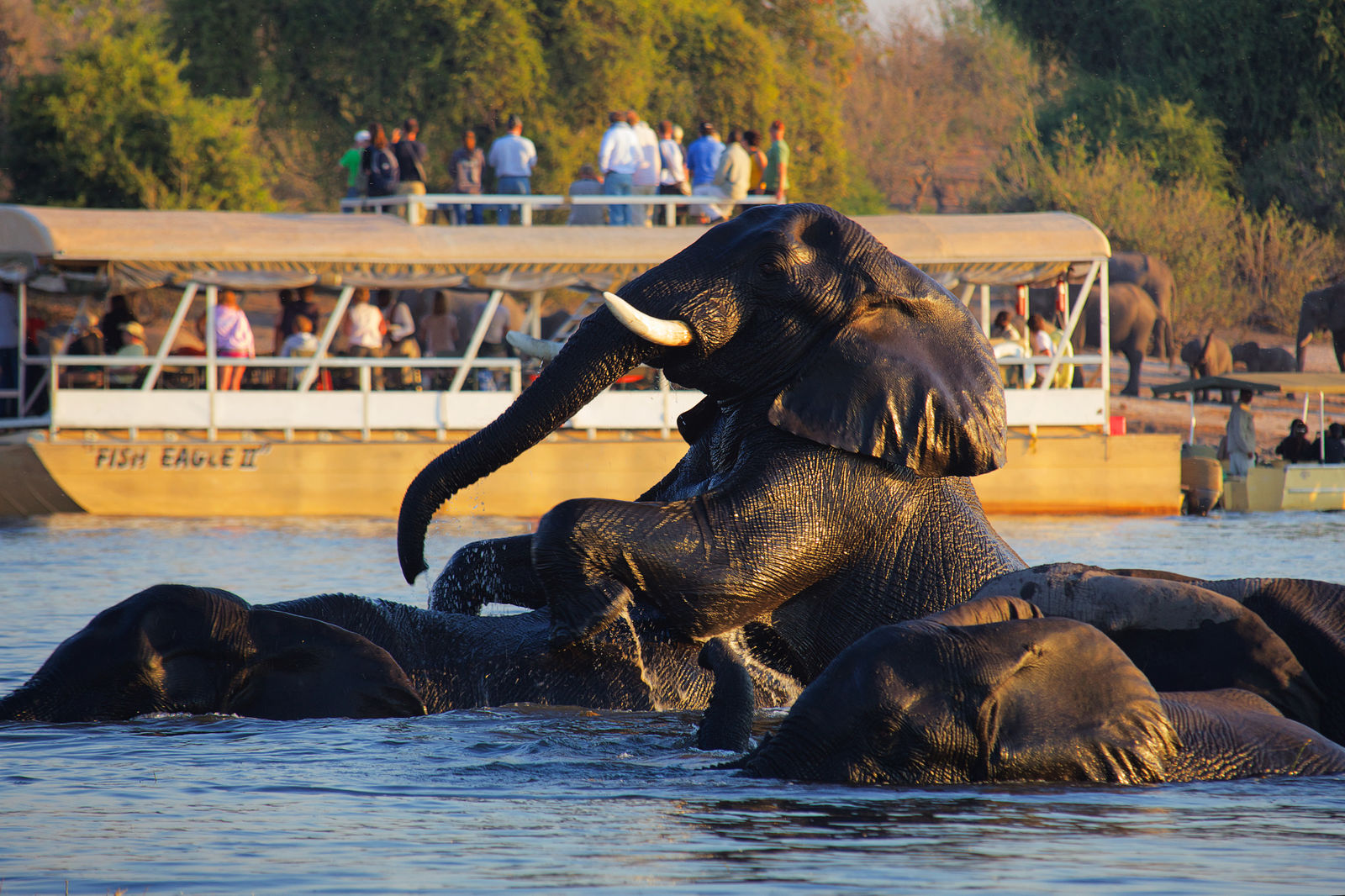 Chobe Safari Lodge thumbnail 6