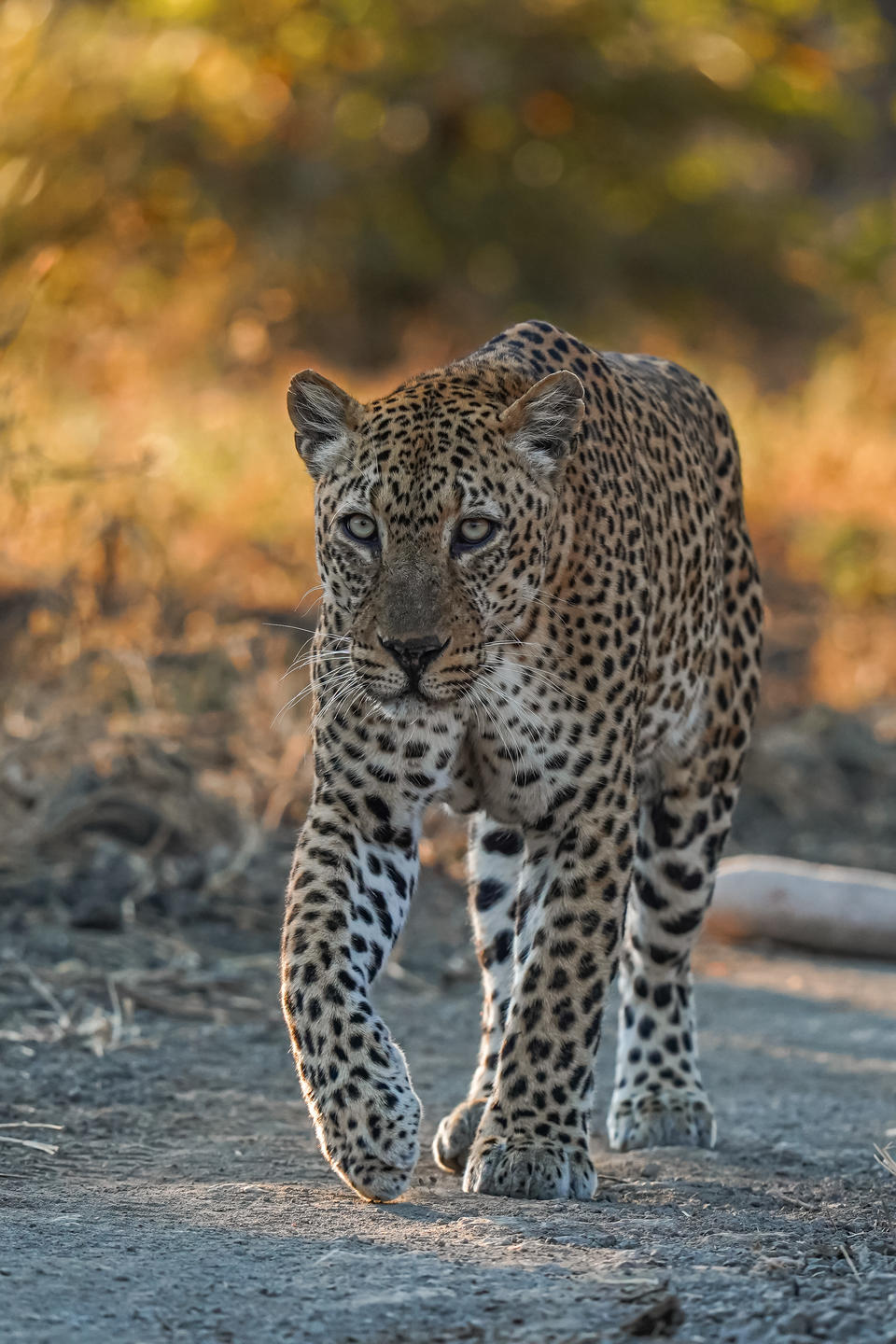 Chikunto Safari Lodge thumbnail 41