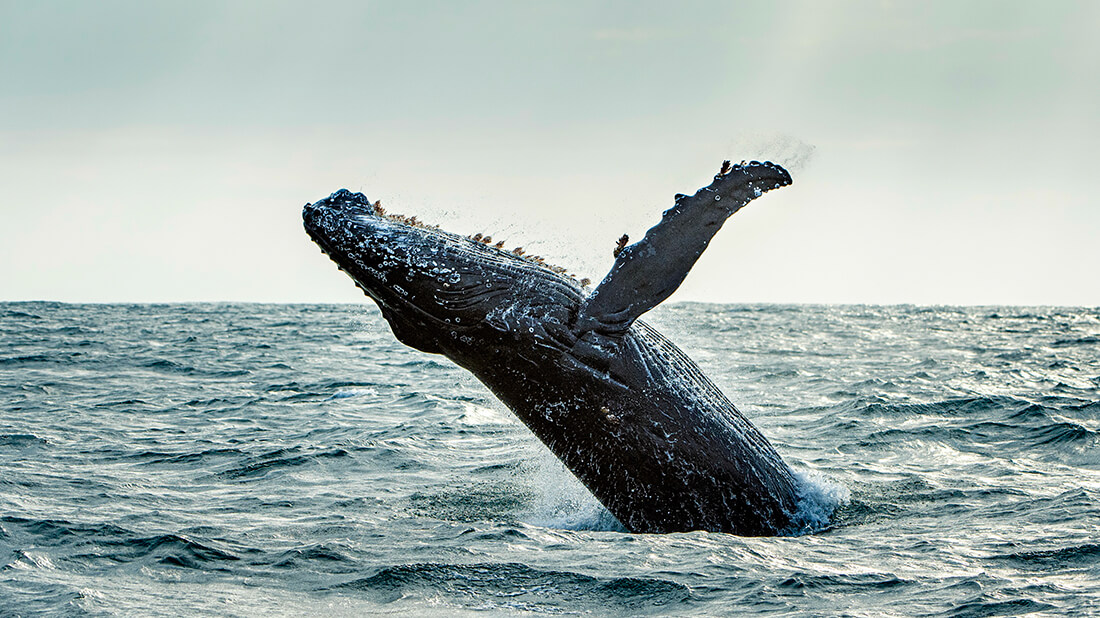 GweGwe Beach Lodge thumbnail 8