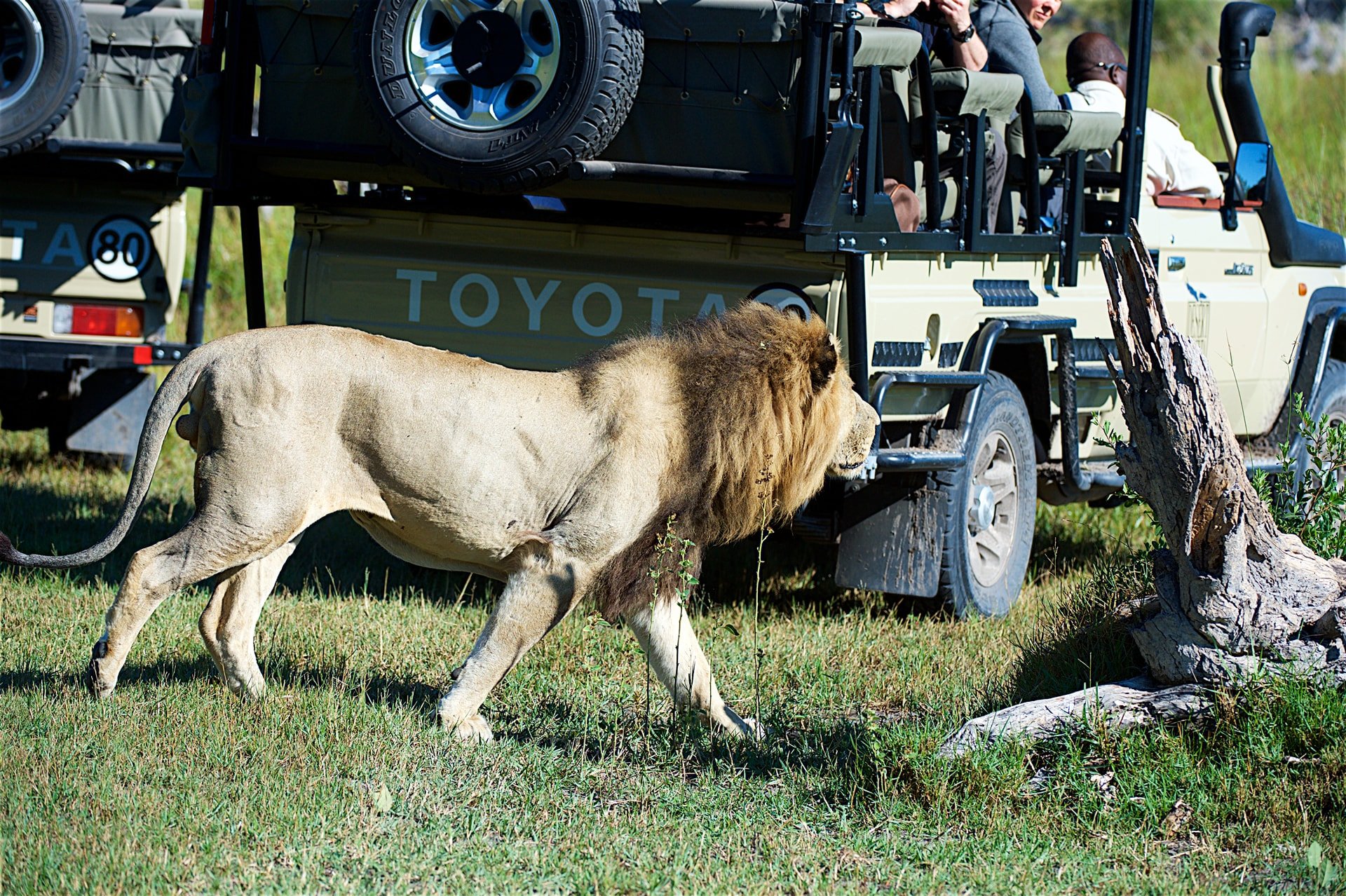 Gomoti River Lodge thumbnail 5