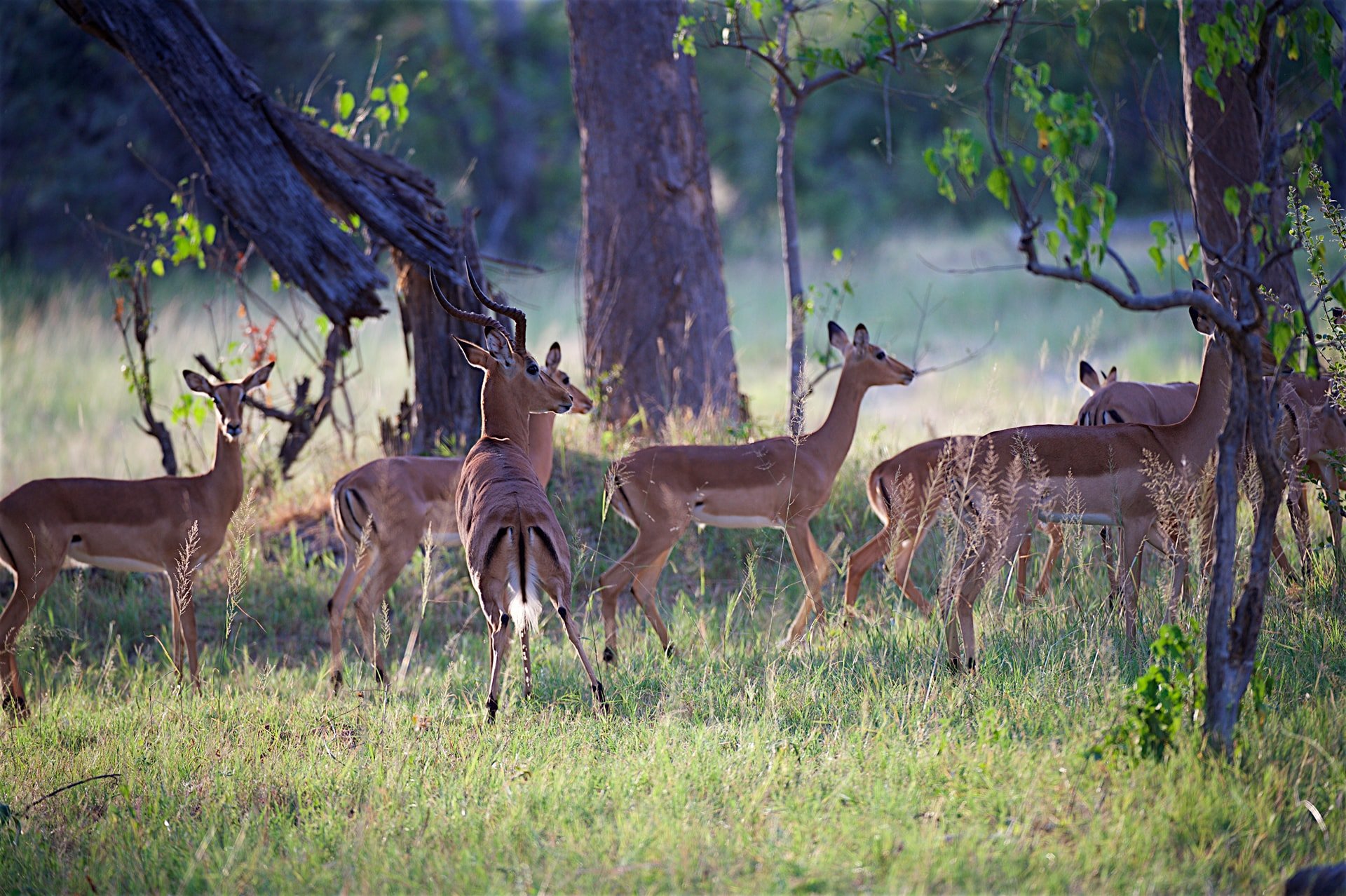 Gomoti River Lodge thumbnail 3