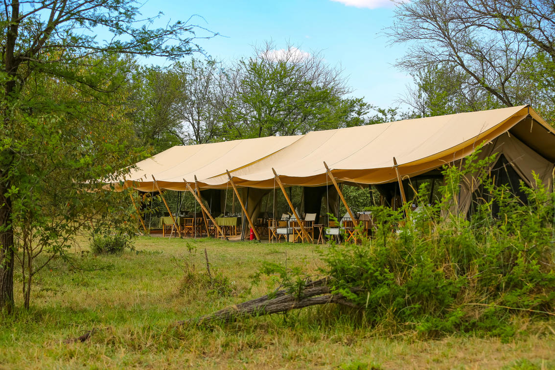 Intimate Camp Zebra