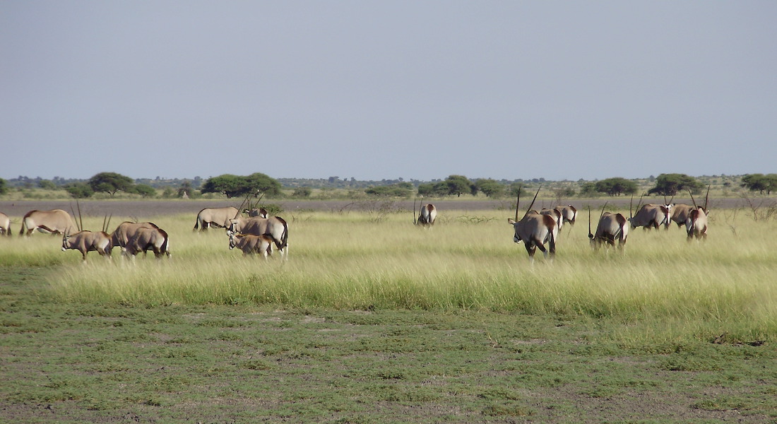 Okavango Expeditions Mobile Safari Camp Central Kalahari Game Reserve