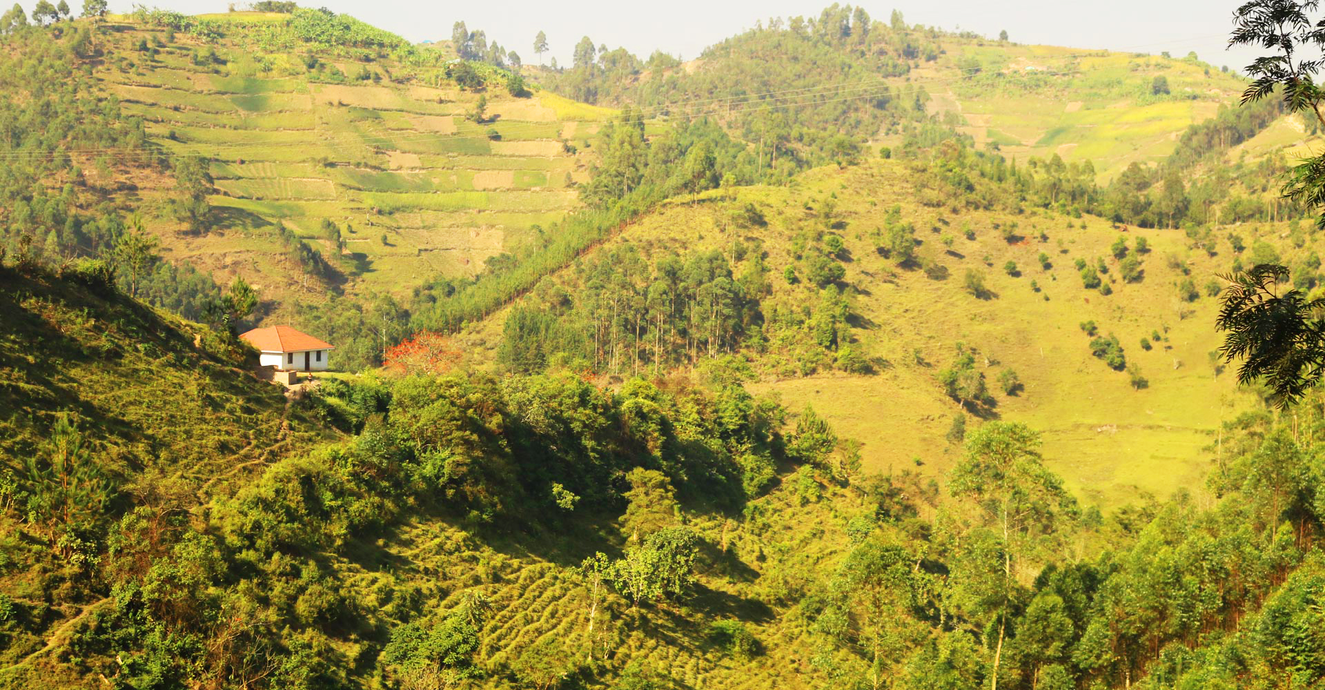 Ichumbi Gorilla Lodge