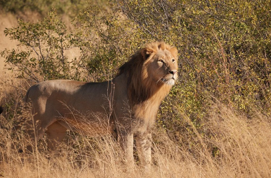 Great Guide Safaris Robins Fly Camp thumbnail 7