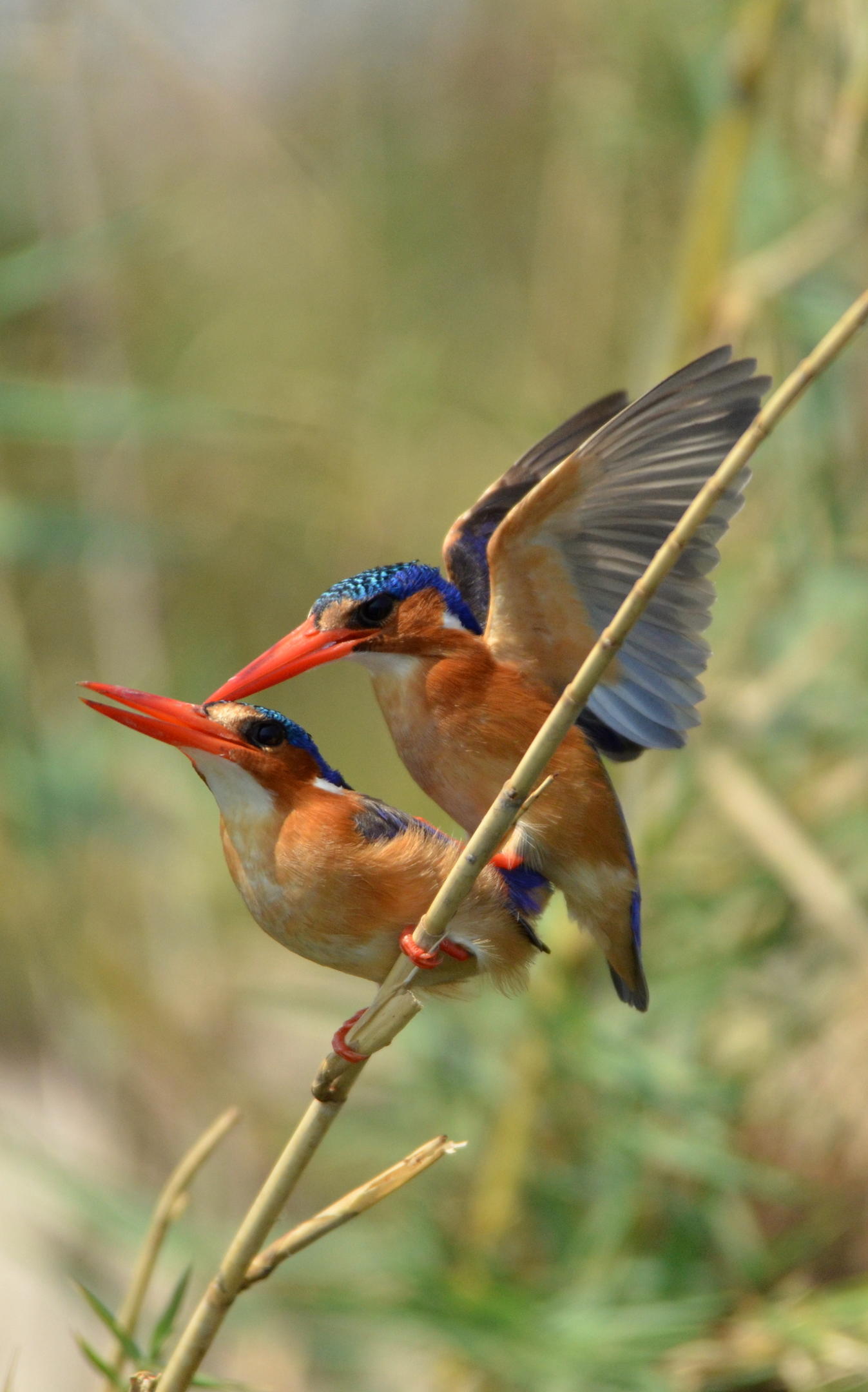 Ichingo Chobe River Lodge by Mantis thumbnail 8