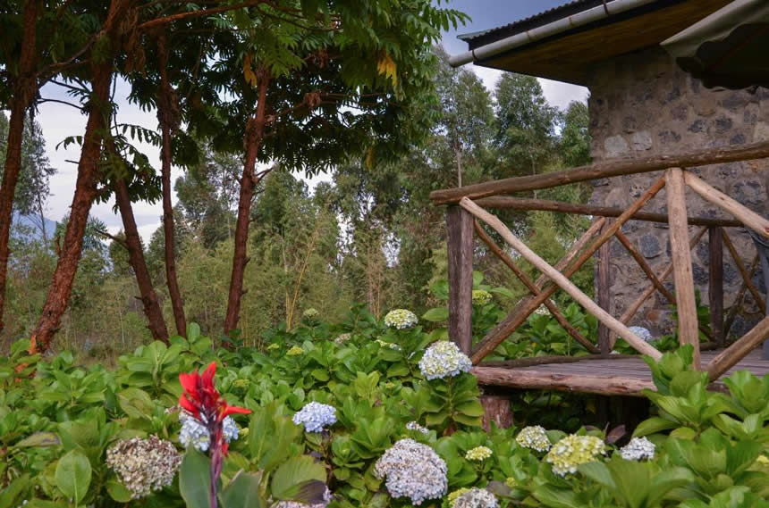 Mountain Gorilla View Lodge thumbnail 3