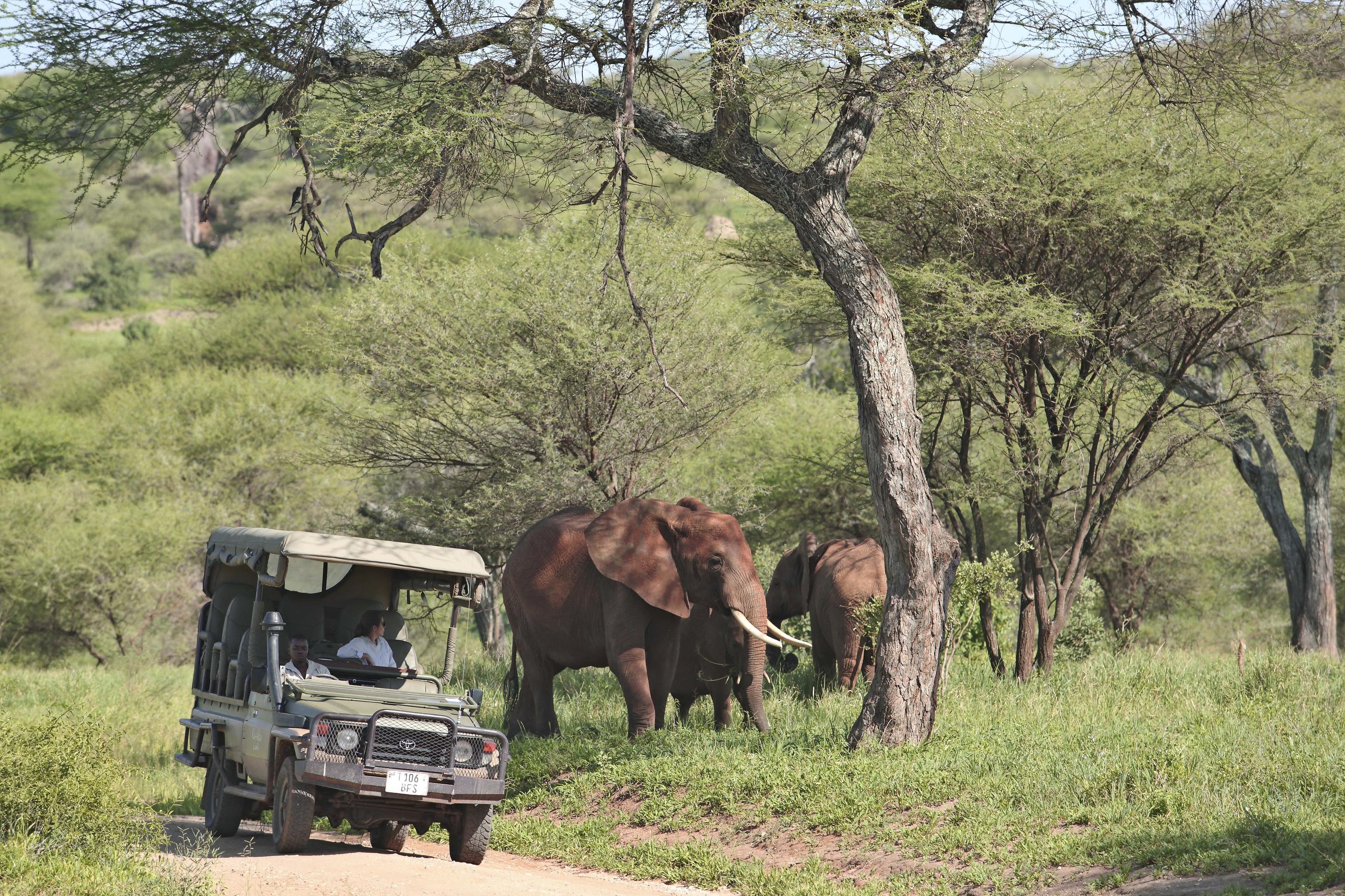 Tarangire Ndovu Tented Lodge thumbnail 11