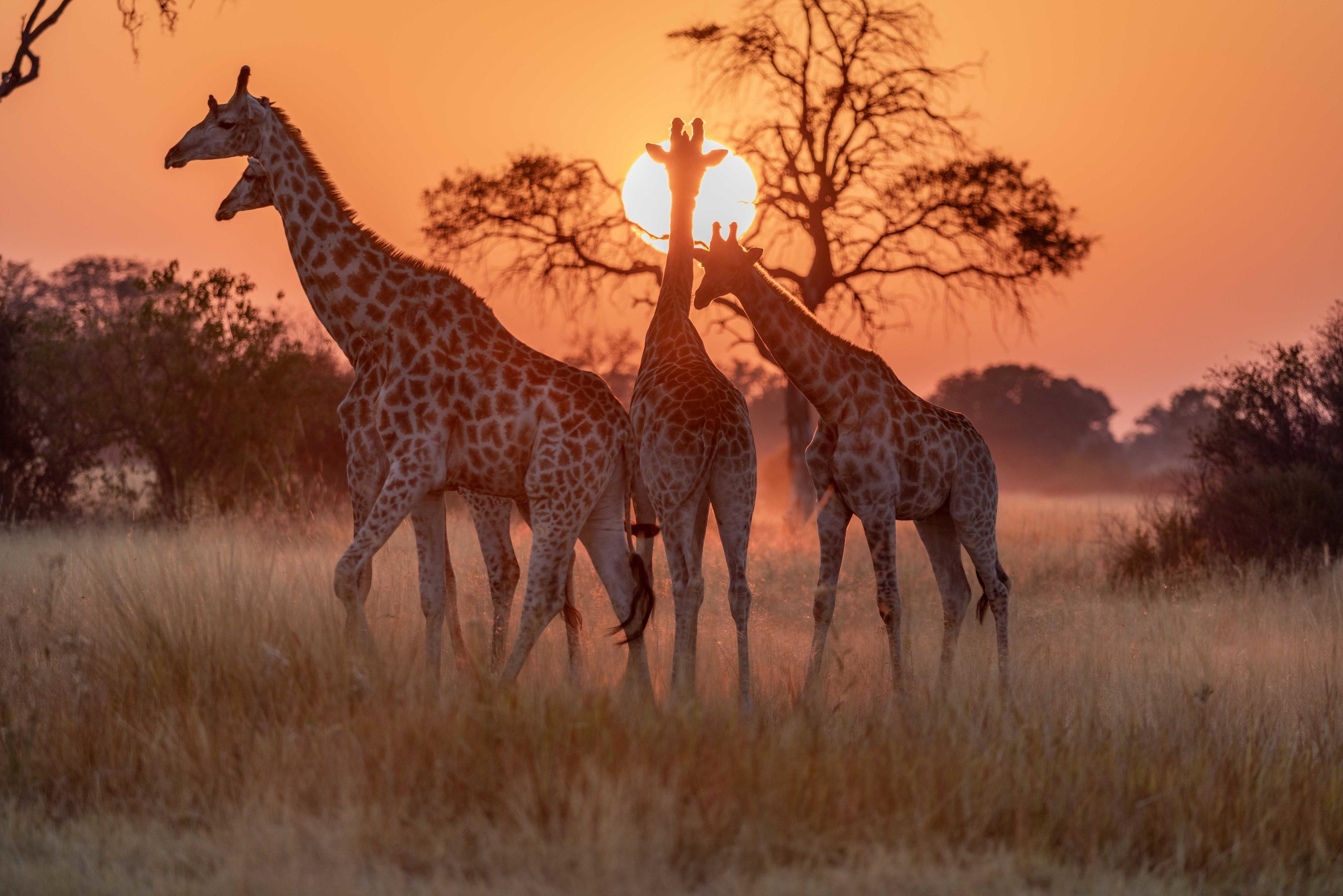 North Island Okavango thumbnail 10