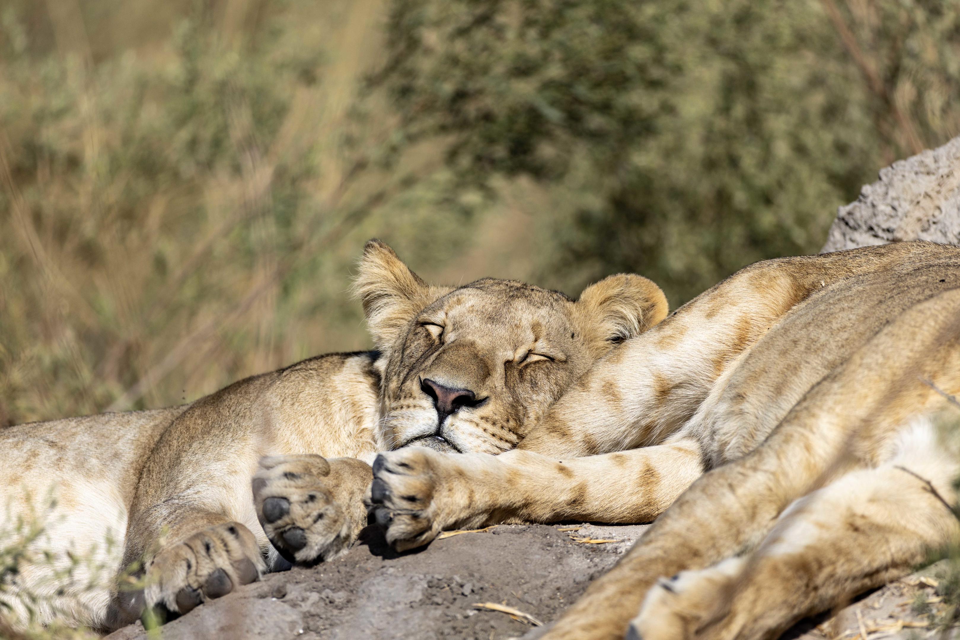 North Island Okavango thumbnail 11