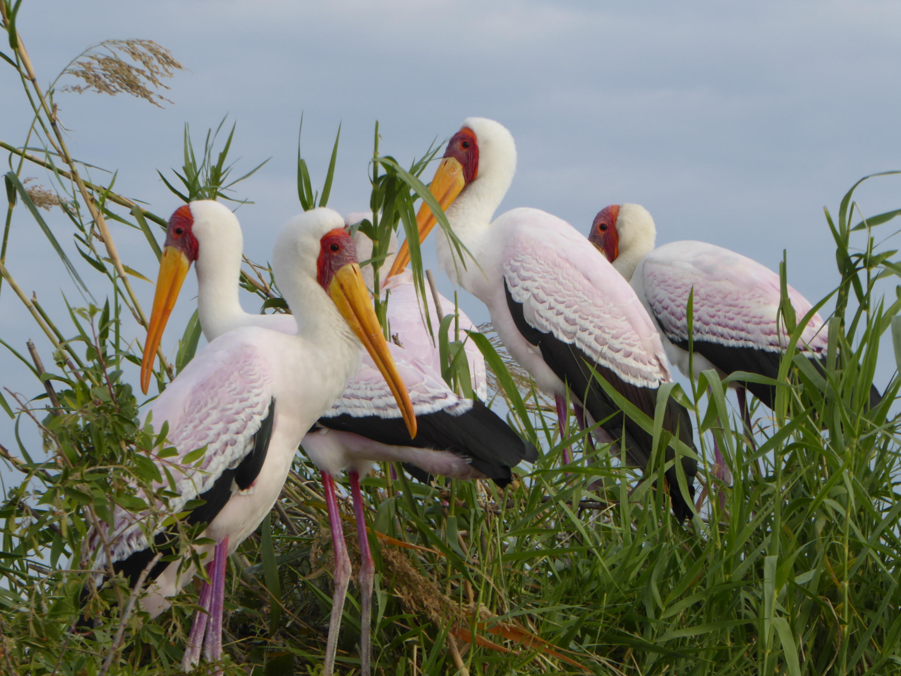 Ichingo Chobe River Lodge by Mantis thumbnail 9