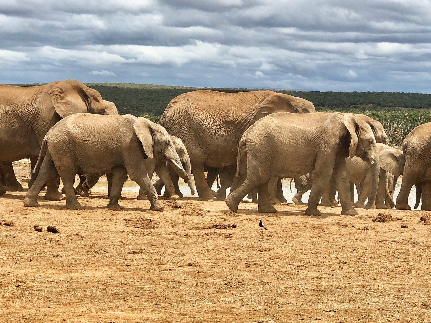 Addo Elephant Main Rest Camp