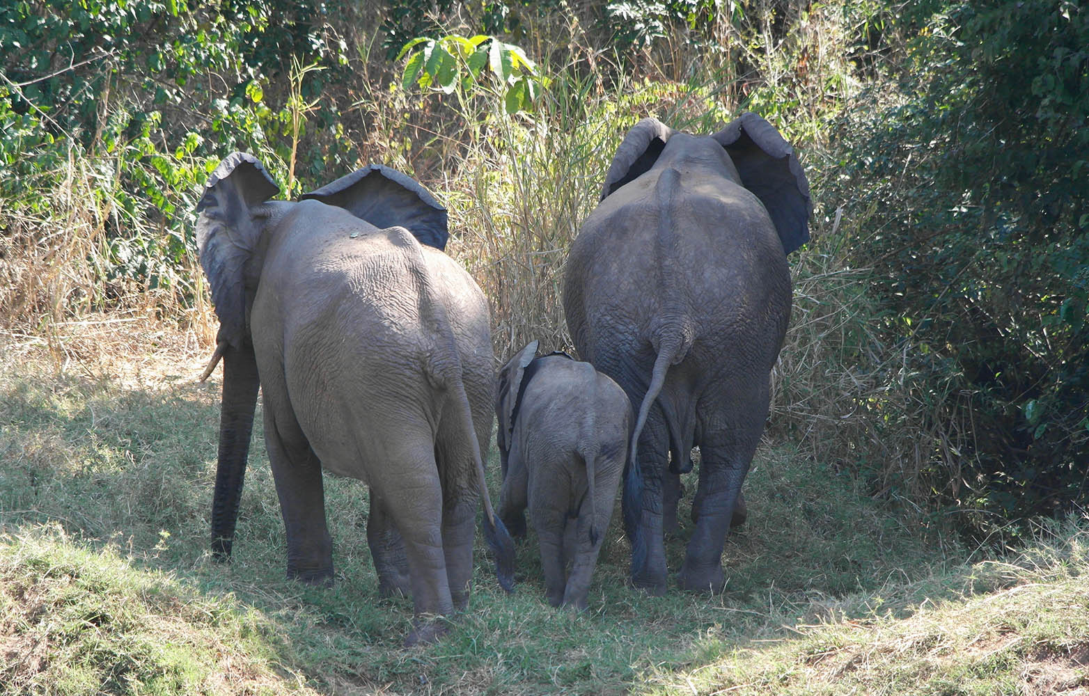 Rafiki Safari Camp thumbnail 3