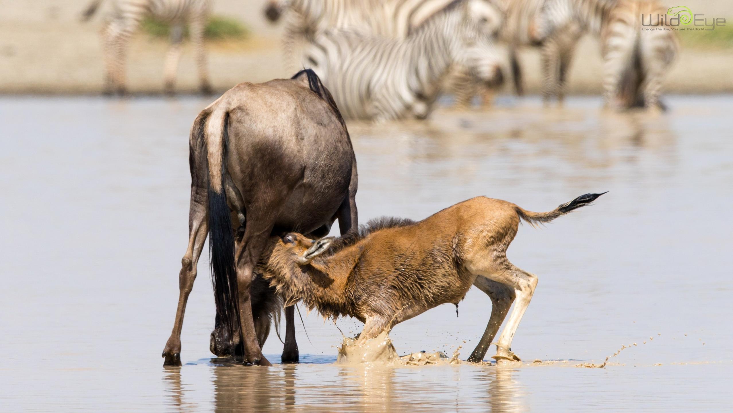 Nasikia Mobile Migration Camp (Ndutu) thumbnail 9
