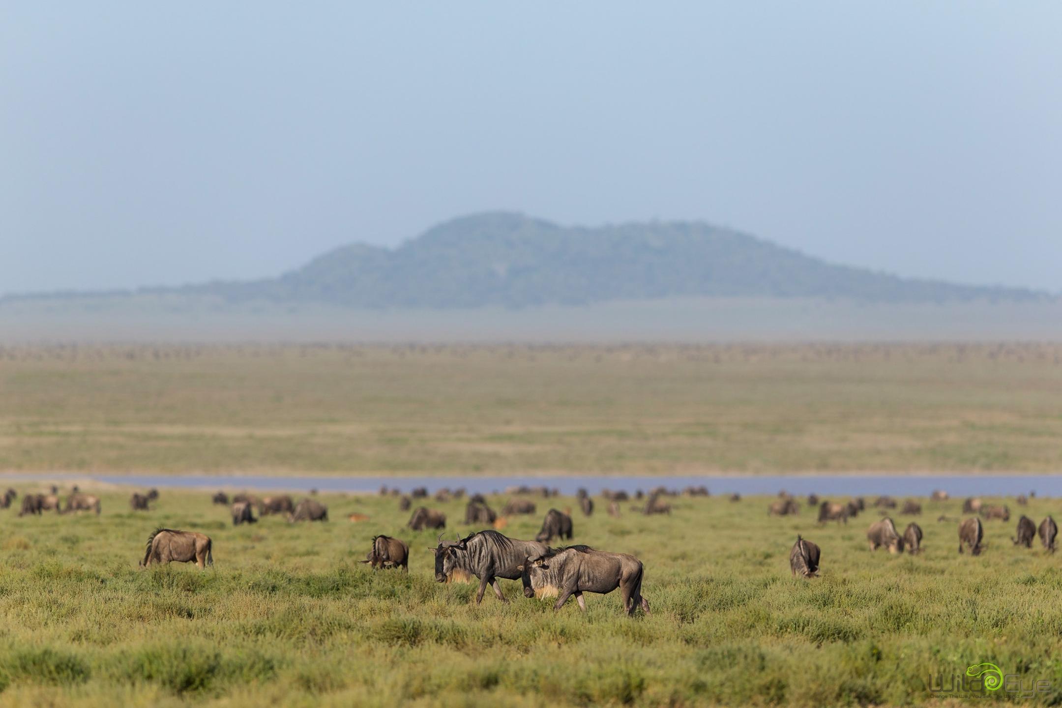 Nasikia Mobile Migration Camp (Ndutu) thumbnail 10