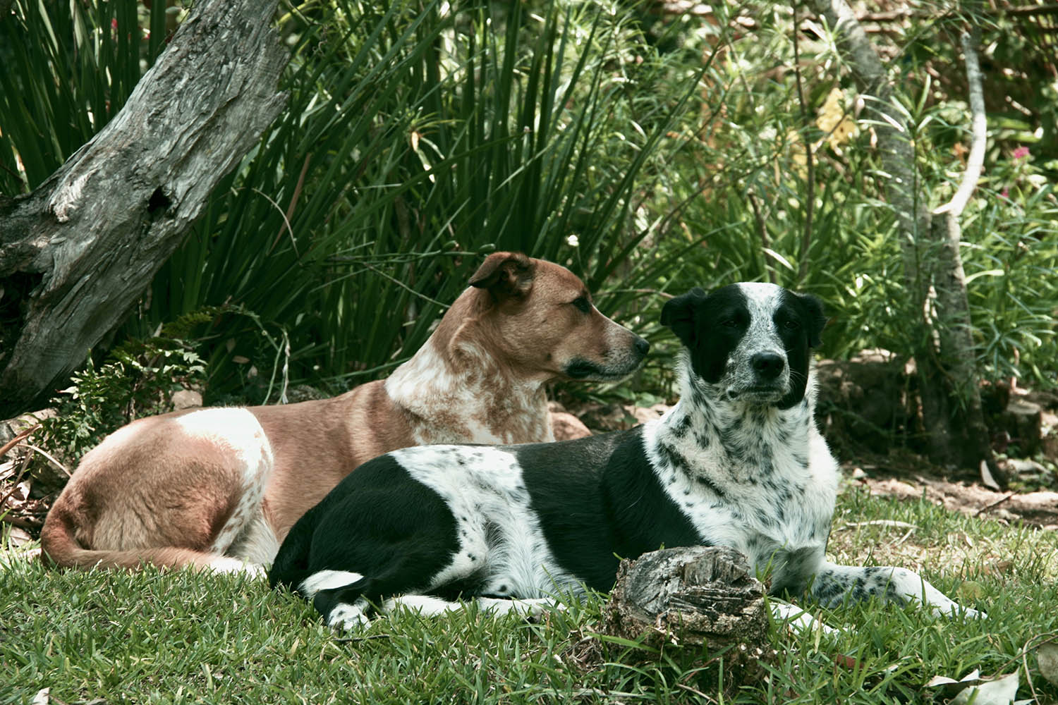 Zomba Forest Lodge thumbnail 6