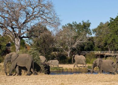 Elephants at Bush Lodge