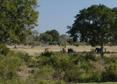 Bush Lodge View