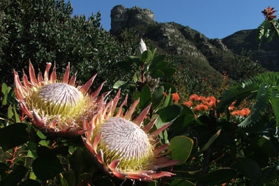 Cape Town highlight