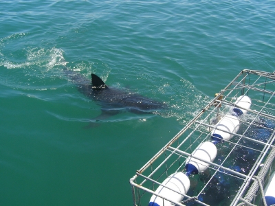 Cape Town highlight